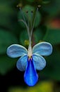 Blue flower of Rotheca myricoides 'Ugandense' (Blue Butterfly Bush or Blue Glory Bower)